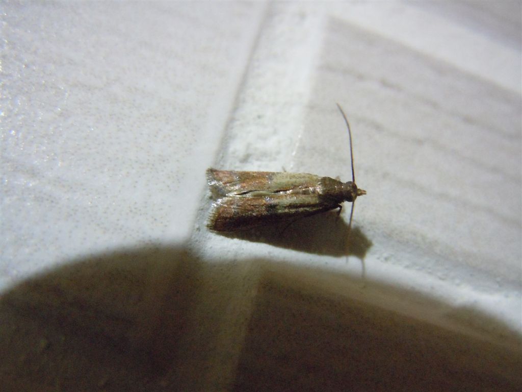 Plodia interpunctella!